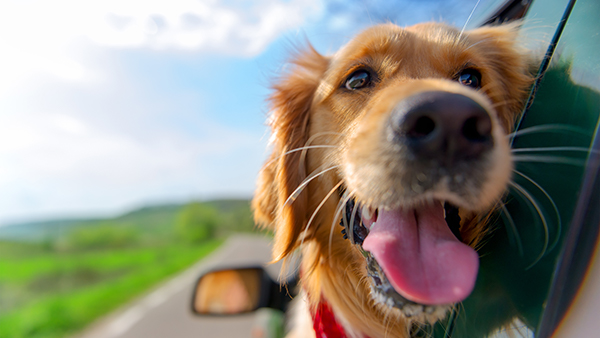 Pet franchises for sale