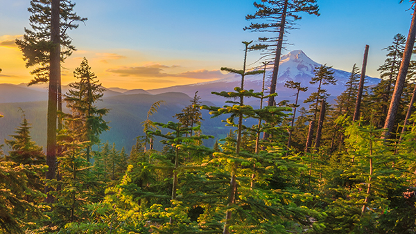 Find a franchise for sale in Oregon